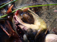 Pagurus granosimanus