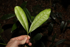 Anthocarapa nitidula