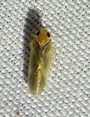 Plectoderini