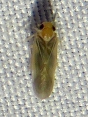 Plectoderini