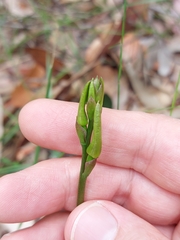 Cryptostylis leptochila