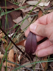 Cryptostylis leptochila