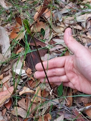 Cryptostylis leptochila