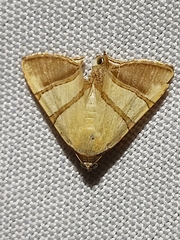 Eulepidotis julianata