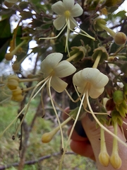 Clerodendrum tomentosum