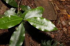 Planchonella australis