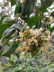 Clerodendrum tomentosum