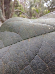 Clerodendrum tomentosum