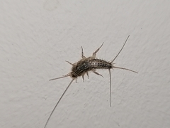 Ctenolepisma lineatum