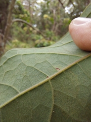 Clerodendrum tomentosum