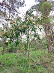 Clerodendrum tomentosum