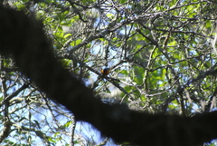 Chlorophonia elegantissima