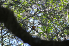 Chlorophonia elegantissima