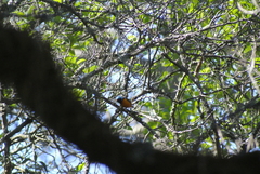 Chlorophonia elegantissima