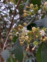 Clerodendrum tomentosum