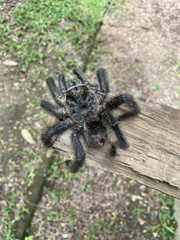 Grammostola
