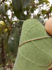 Clerodendrum tomentosum