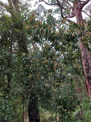 Clerodendrum tomentosum