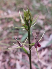 Cryptostylis leptochila