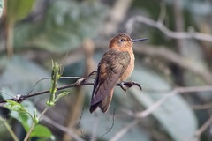 Aglaeactis cupripennis