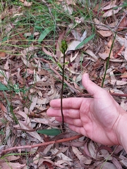 Cryptostylis leptochila