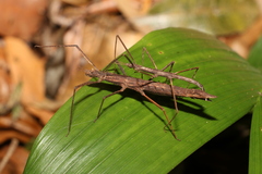 Pachymorpha