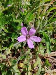 Erodium