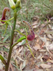 Cryptostylis leptochila