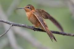 Aglaeactis cupripennis