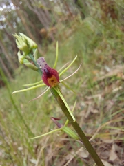 Cryptostylis leptochila