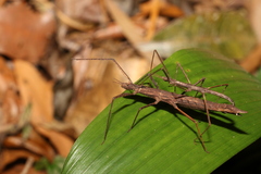 Pachymorpha