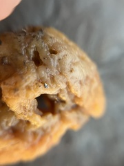 Halichondria panicea