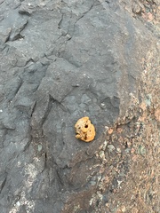 Halichondria panicea