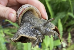 Megalobulimus