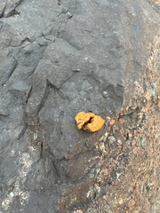 Halichondria panicea