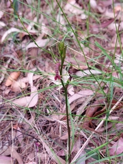 Cryptostylis leptochila