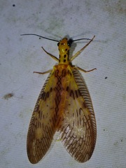 Protohermes dichrous