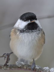 Poecile atricapillus image