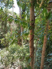 Freycinetia scandens