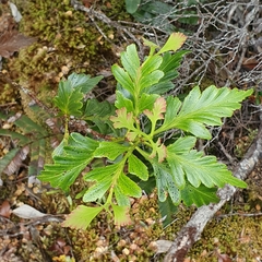 Phyllocladus aspleniifolius