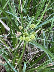 Cyperus entrerianus
