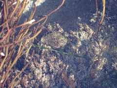 Acanthinucella spirata