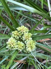 Cyperus entrerianus