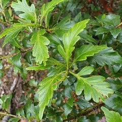 Phyllocladus aspleniifolius