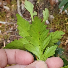 Phyllocladus aspleniifolius