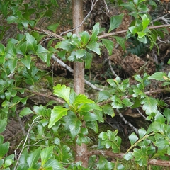 Phyllocladus aspleniifolius