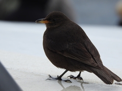 Cinclodes antarcticus