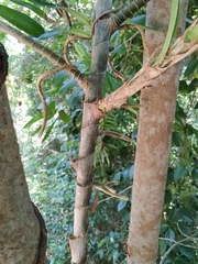 Freycinetia scandens