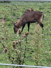 Kobus ellipsiprymnus defassa