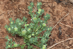 Centipeda cunninghamii